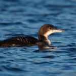 winter-birdwatching-cornwall-falmouth-sea-safari