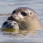 Falmouth Sea Safari Grey Seals in Cornwall