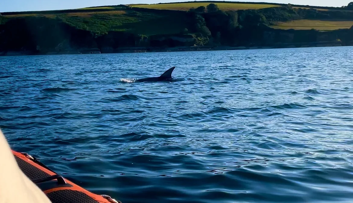When Is the Best Time to See Dolphins off the Cornish Coast?