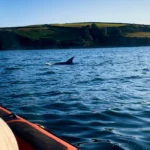 When Is the Best Time to See Dolphins off the Cornish Coast?
