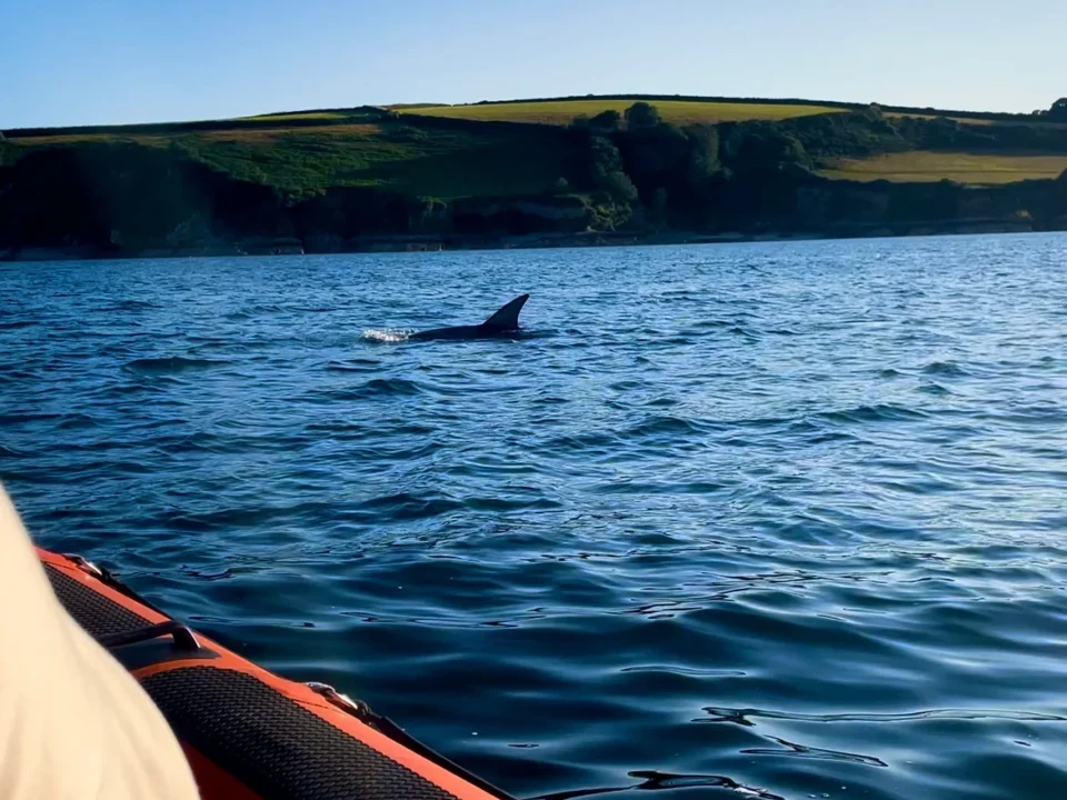 When Is the Best Time to See Dolphins off the Cornish Coast?