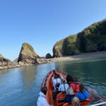 What to Expect on a Falmouth Sea Safari This Season